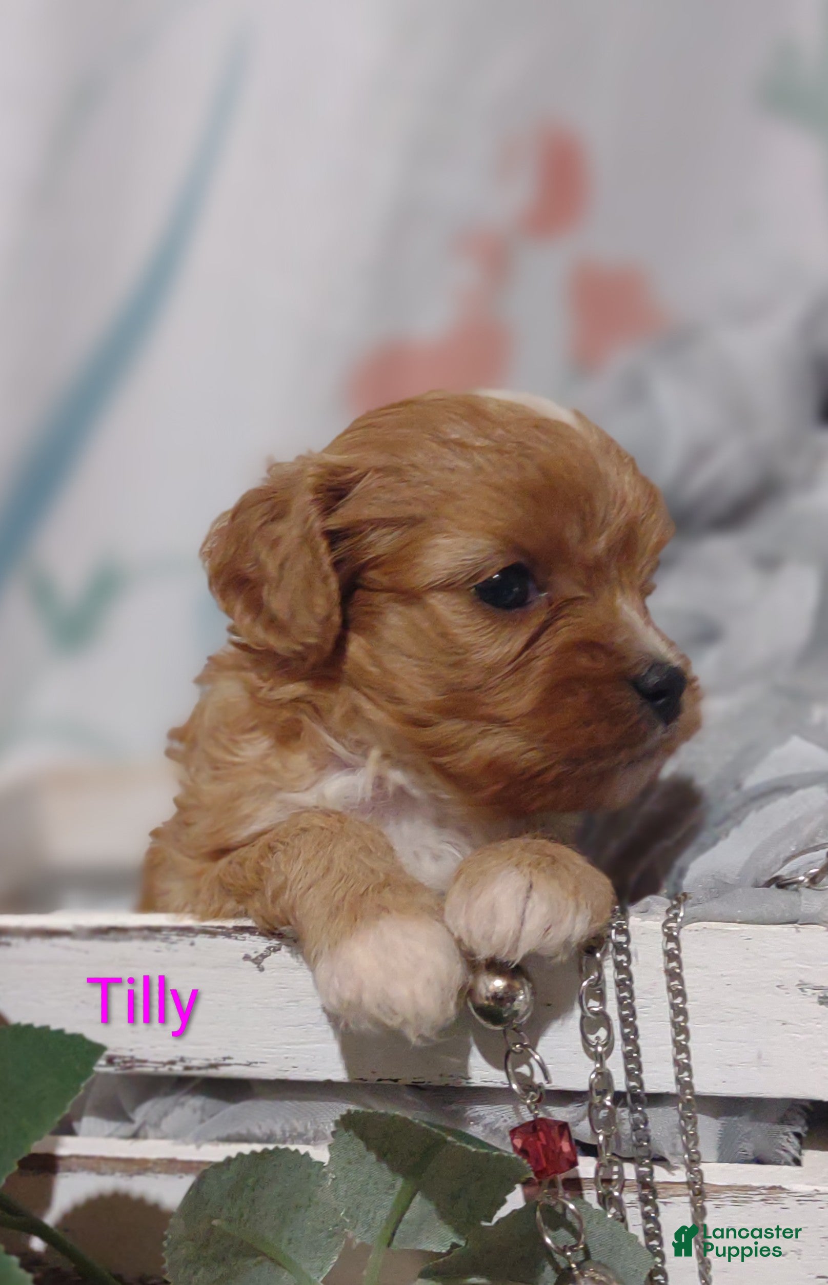 Cavapoo dogs Cavapoo 5 Tilly SOLD - Ad 1