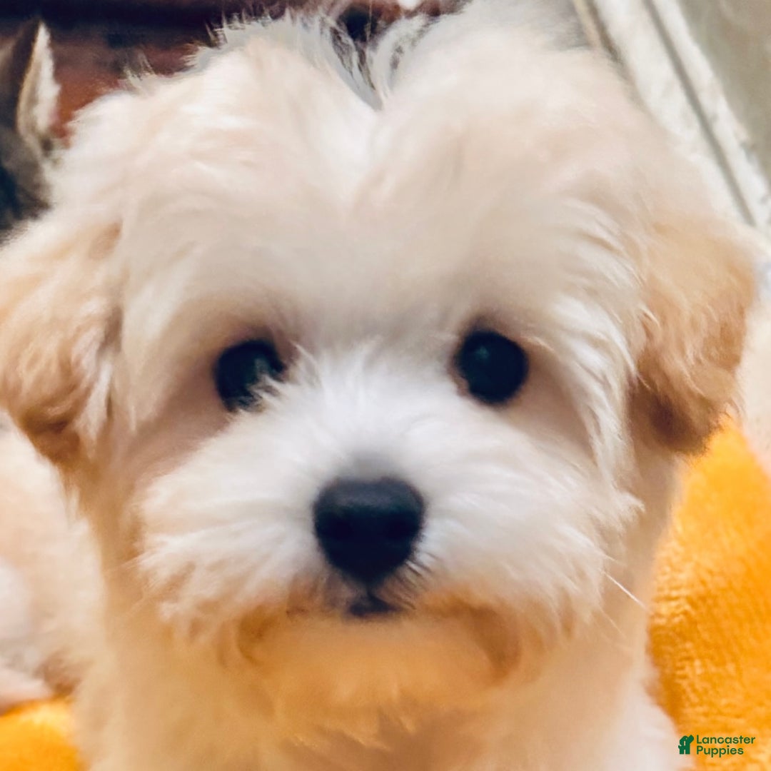 Maltipoo dogs for sale: Maltipoo litter of 5 puppies - Ad 2