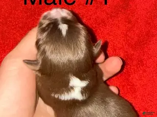 Toy Australian Shepherd dogs for sale: Toy Australian Shepherd 1 - Ad 1