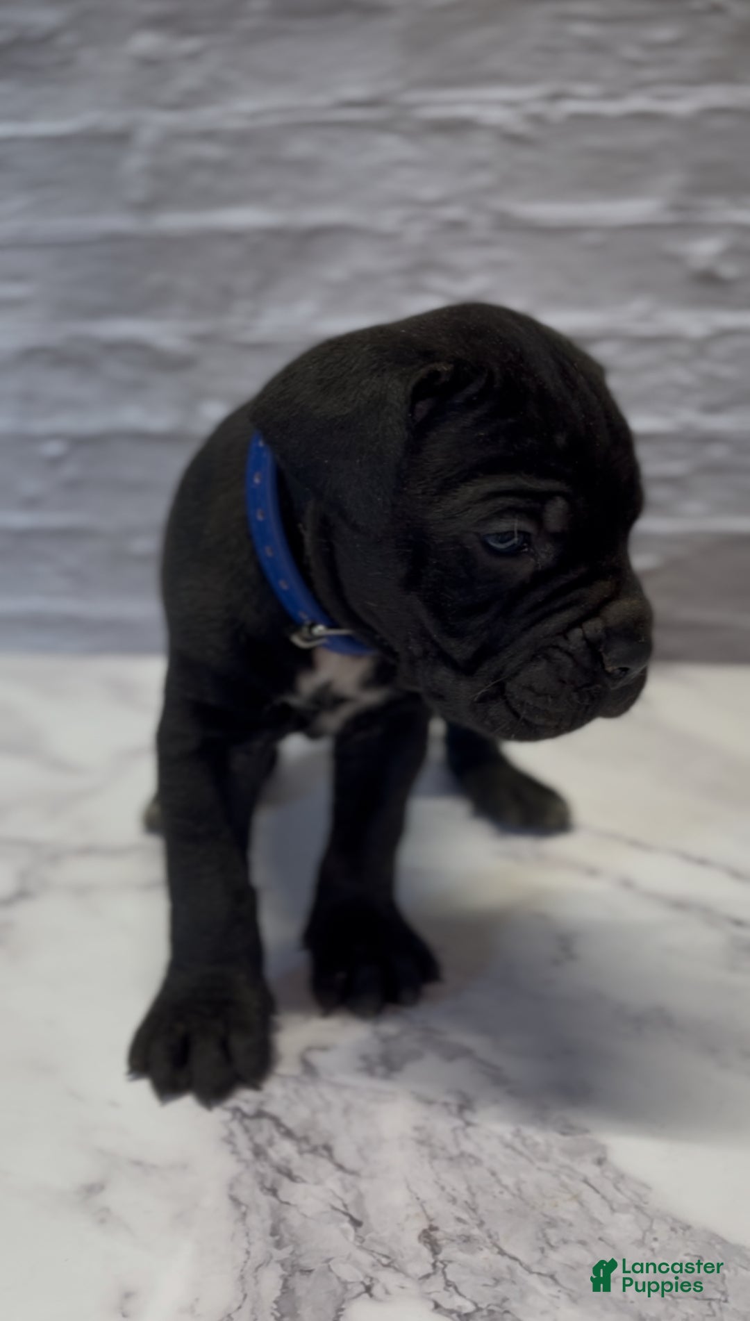 Cane Corso dogs for sale: AKC-Chevy  - Ad 8