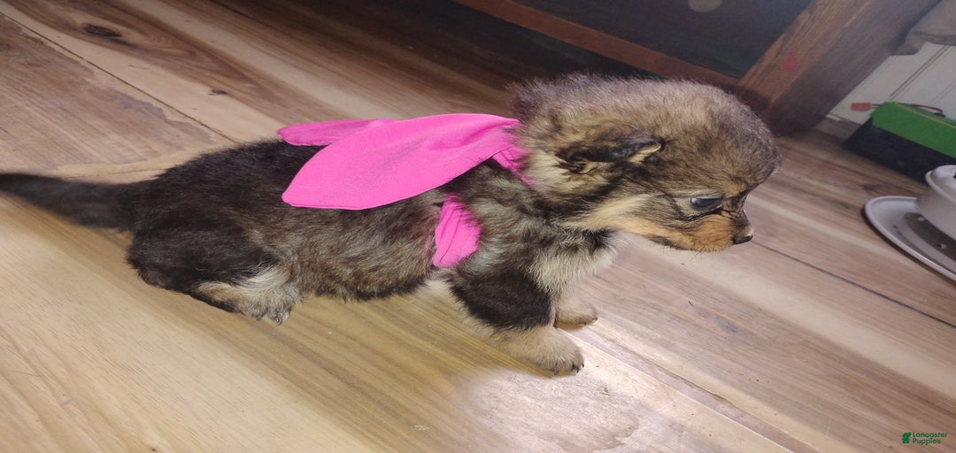 Gallery Image {{count}}