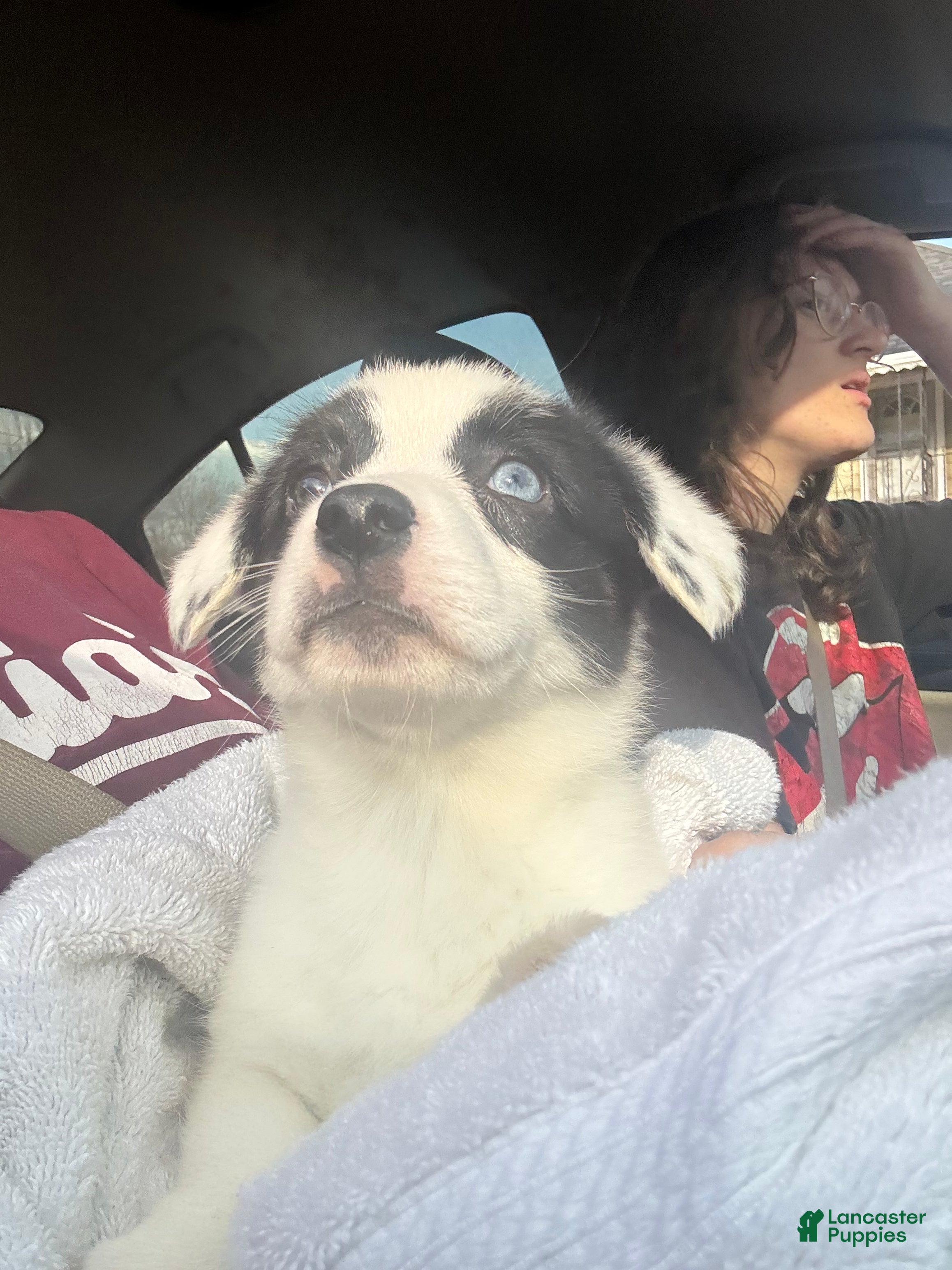 American Corgi dogs Dottie - Ad 3