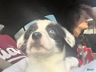 American Corgi dogs Dottie - Ad 3