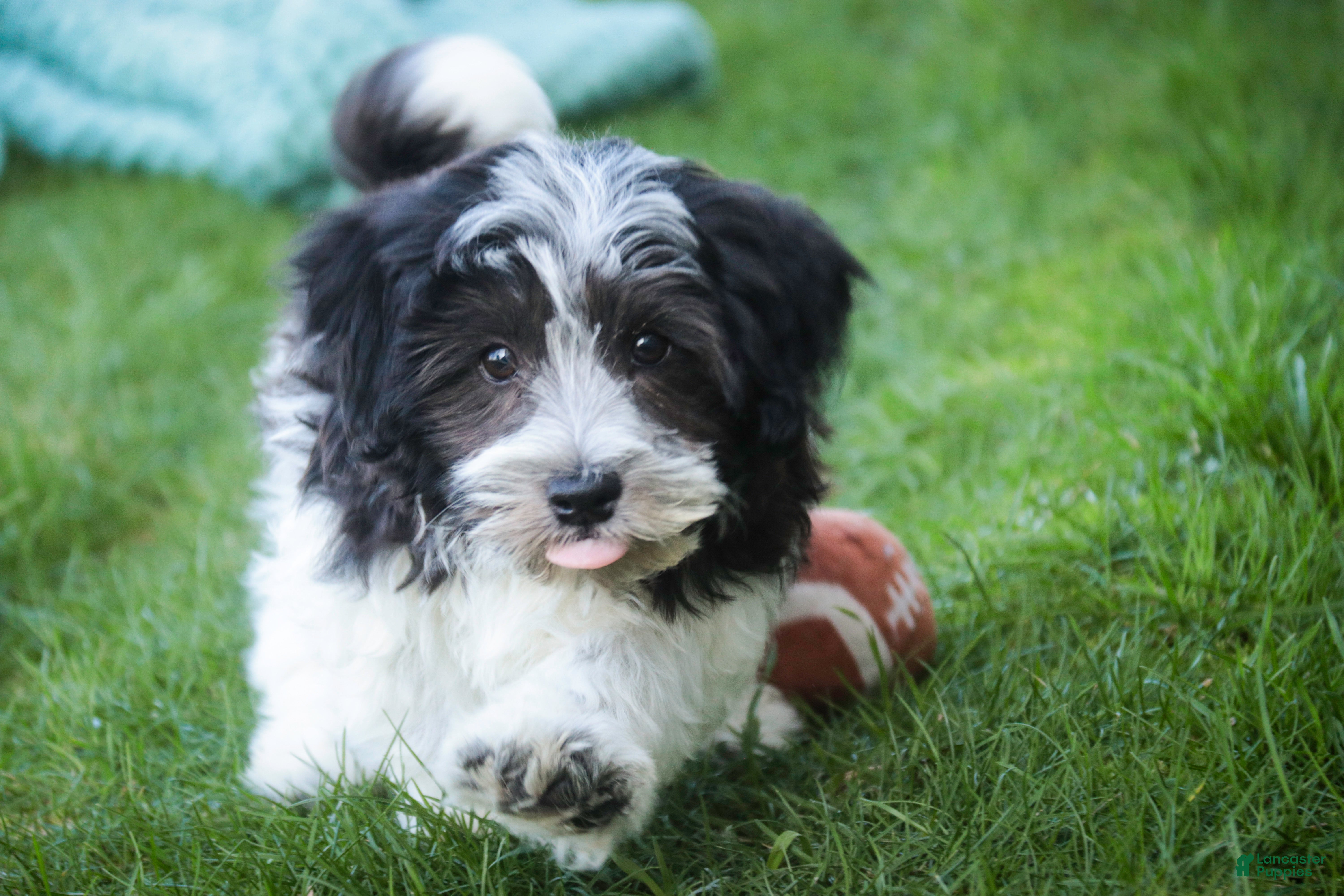 Havanese dogs Levi - Ad 2