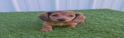 Miniature Dachshund dogs for sale: Angie - Ad 6