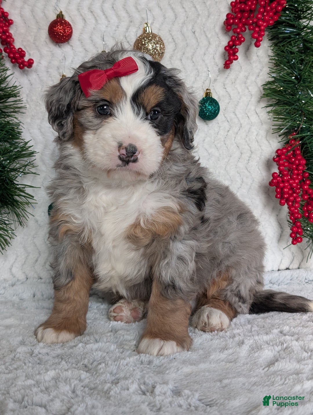 Mini Bernedoodle dogs for sale: Mini River - Ad 23