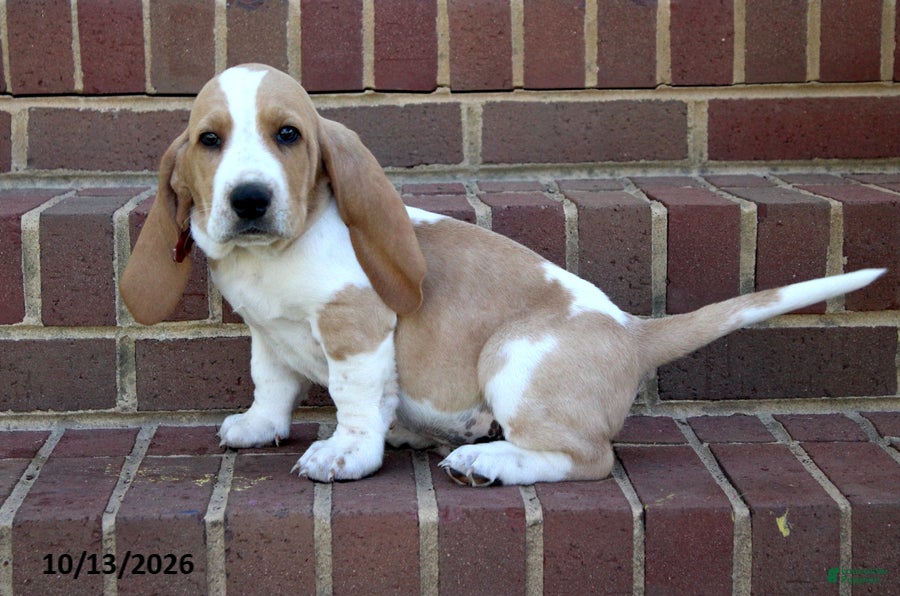 Basset Hound dogs for sale: Elliot - Ad 1