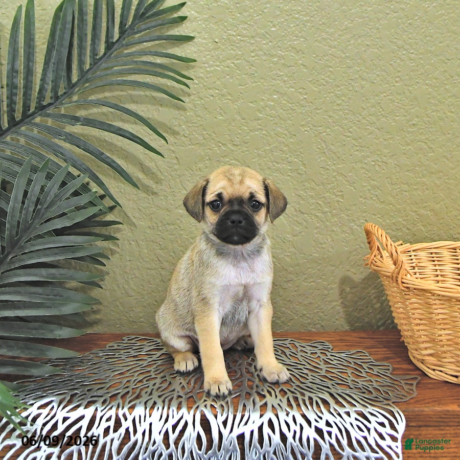 Mixed Breed dogs Charlotte - Ad 1