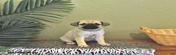 Mixed Breed dogs for sale: Charlotte - Ad 1