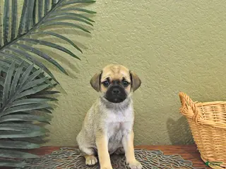 Mixed Breed dogs for sale: Charlotte - Ad 3