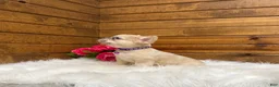 French Bulldog dogs for sale: Daisy - Ad 6