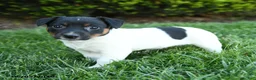 Jack Russell Terrier dogs for sale: Aspen - Ad 2