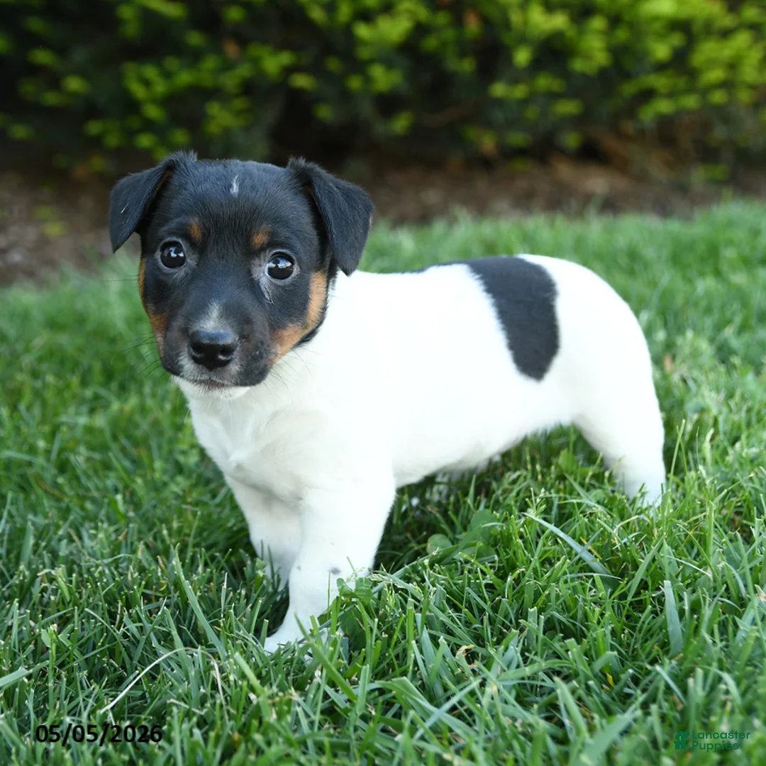 Jack Russell Terrier dogs for sale: Aspen - Ad 2