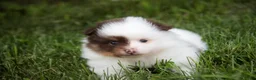 Pomeranian dogs for sale: Kibbles Pomeranian  - Ad 4