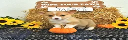 Welsh Corgi Pembroke dogs for sale: Jasper - Ad 3