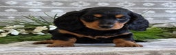 Miniature Dachshund dogs for sale: Donny - Ad 8