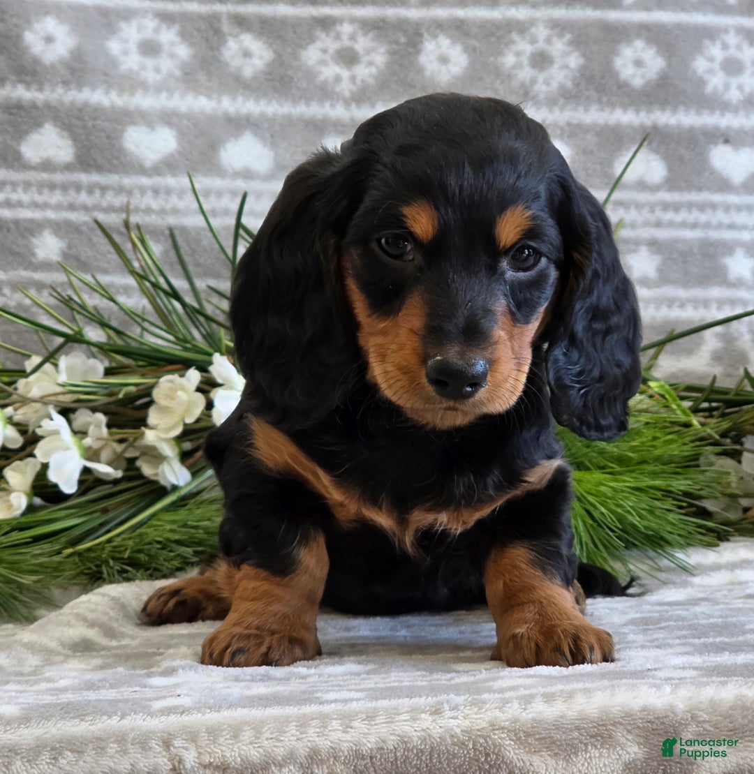 Miniature Dachshund dogs for sale: Donny - Ad 8