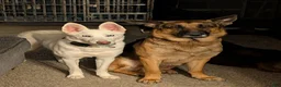 Gerberian Shepsky dogs for sale: Gerberian Shepsky Puppy 1 - Ad 2