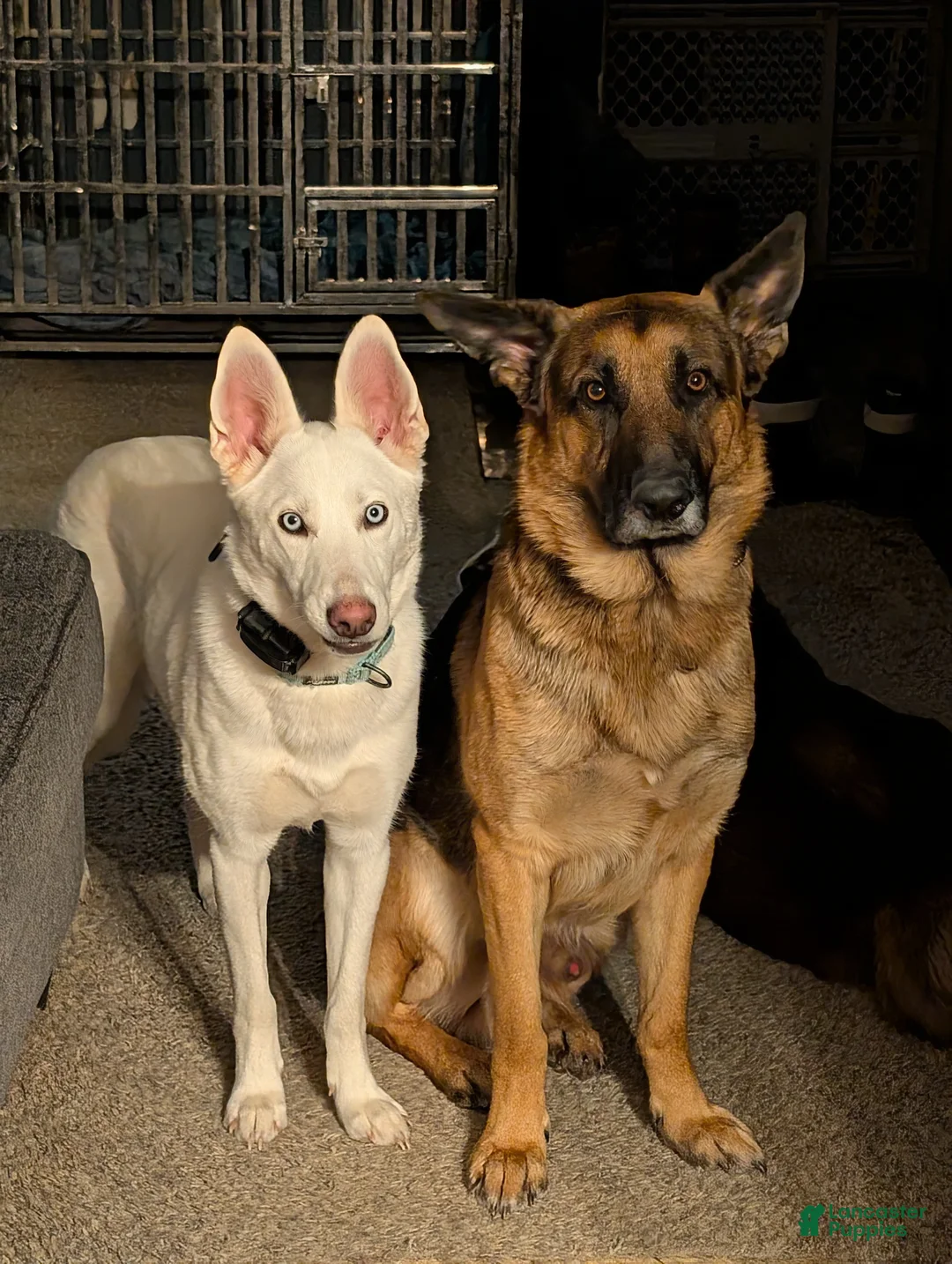 Gerberian Shepsky dogs for sale: Gerberian Shepsky Puppy 1 - Ad 2