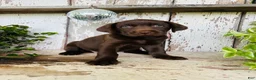 Labrador Retriever dogs for sale: Finlee  - Ad 3
