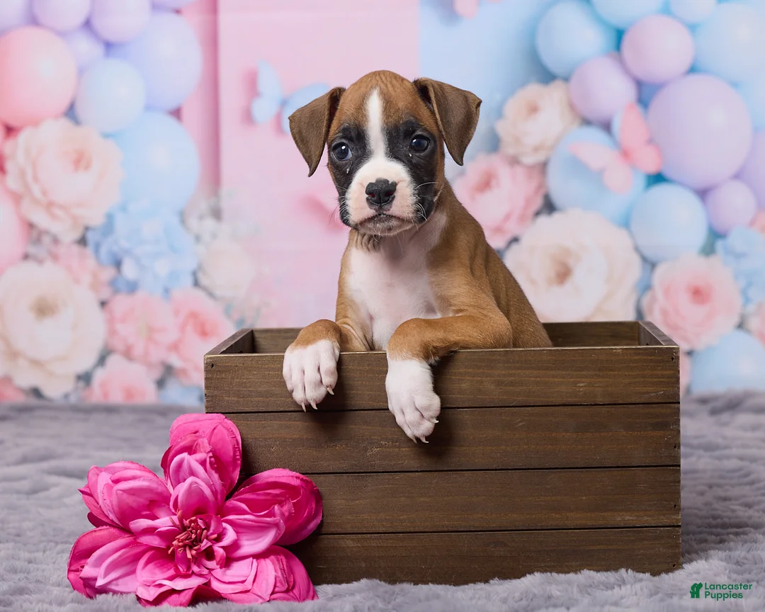 Boxer dogs for sale: Zoey - Ad 1