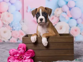 Boxer dogs for sale: Zoey - Ad 3