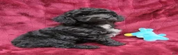 Miniature Poodle dogs for sale: Miniature Poodle black boy - Ad 5