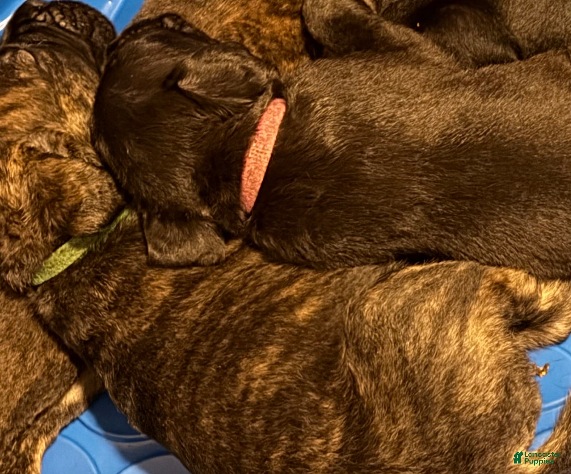 Cane Corso dogs Cane Corso 2 - Ad 20