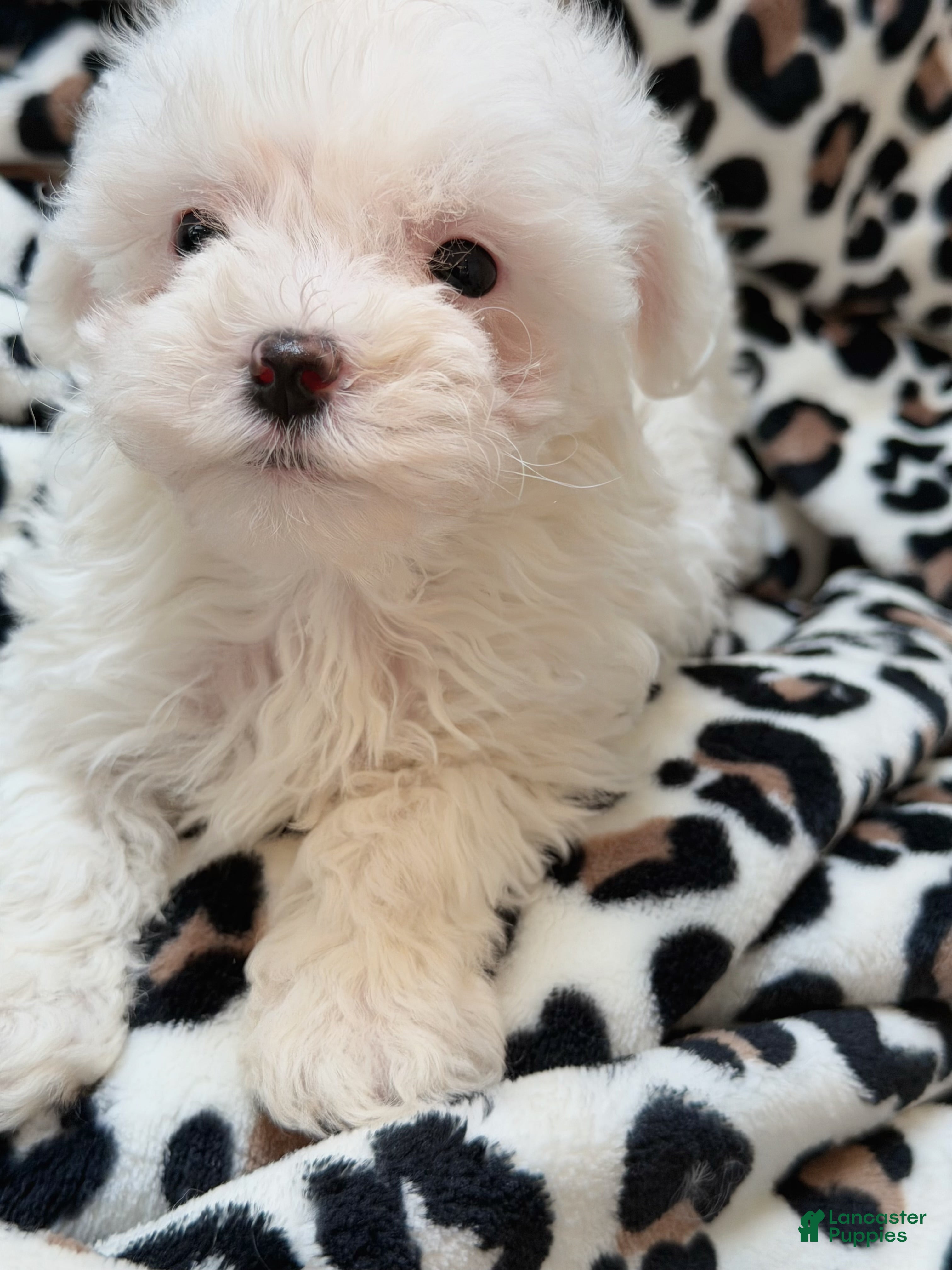 Maltipoo dogs Twilight  - Ad 2