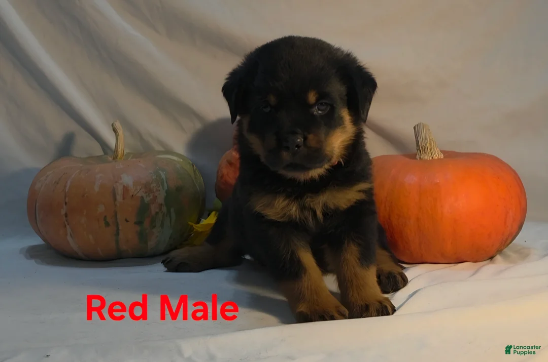 Rottweiler dogs for sale: Red - Ad 1