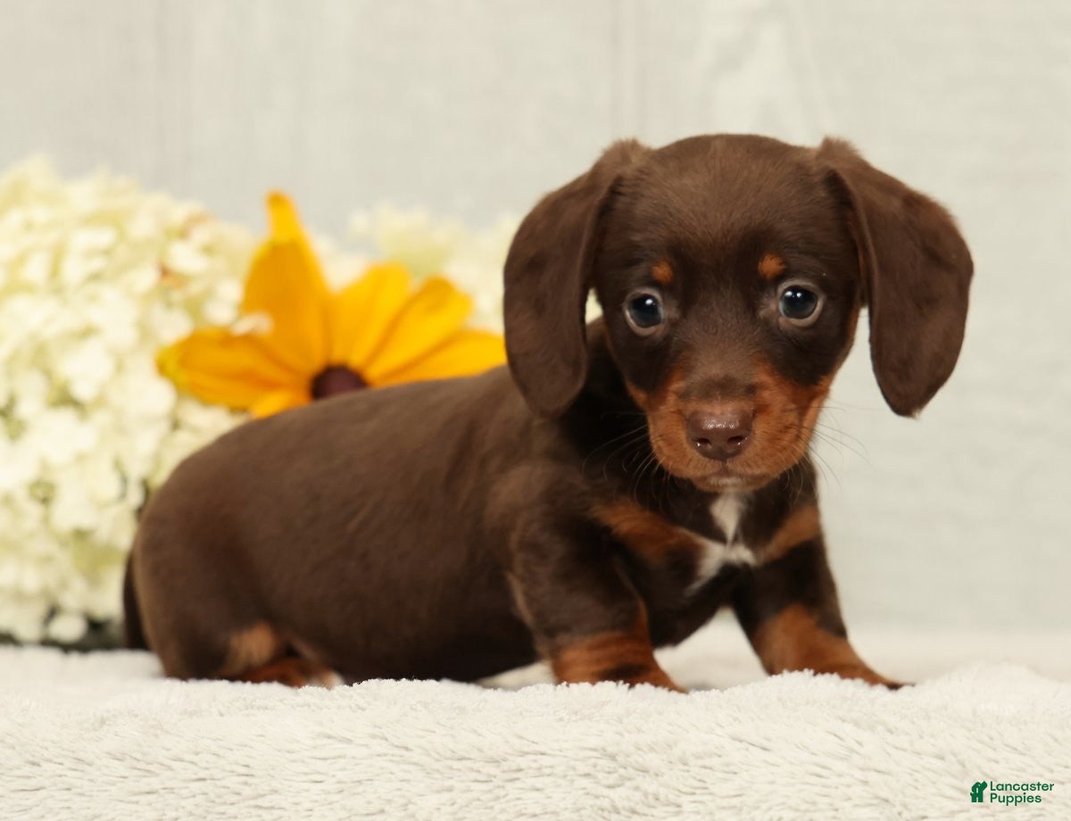 Miniature Dachshund dogs Chocolate - Ad 1