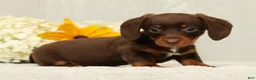 Miniature Dachshund dogs for sale: Chocolate - Ad 1