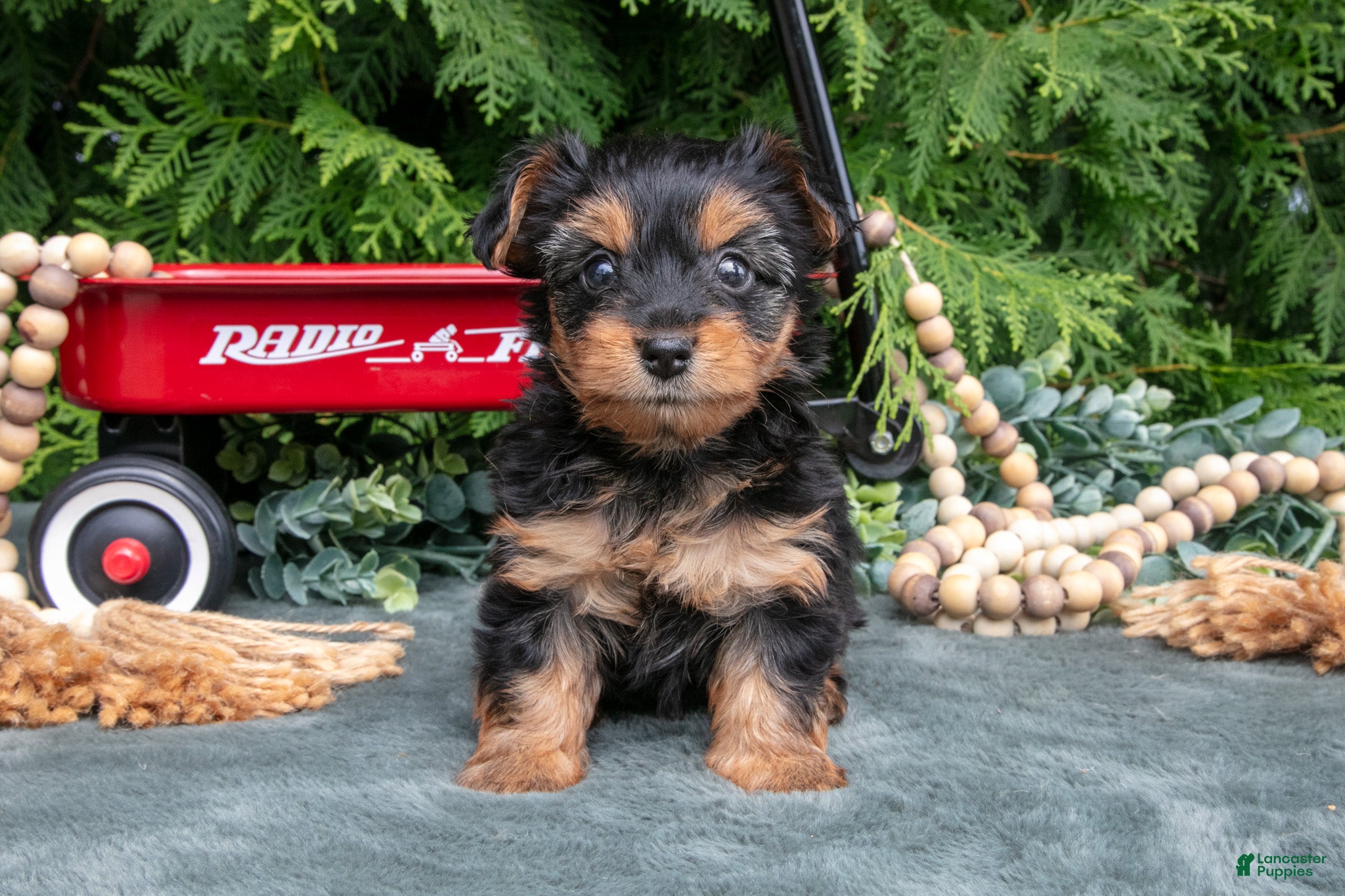 Yorkshire Terrier dogs Petunia - Ad 2