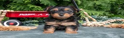 Yorkshire Terrier dogs for sale: Petunia - Ad 2