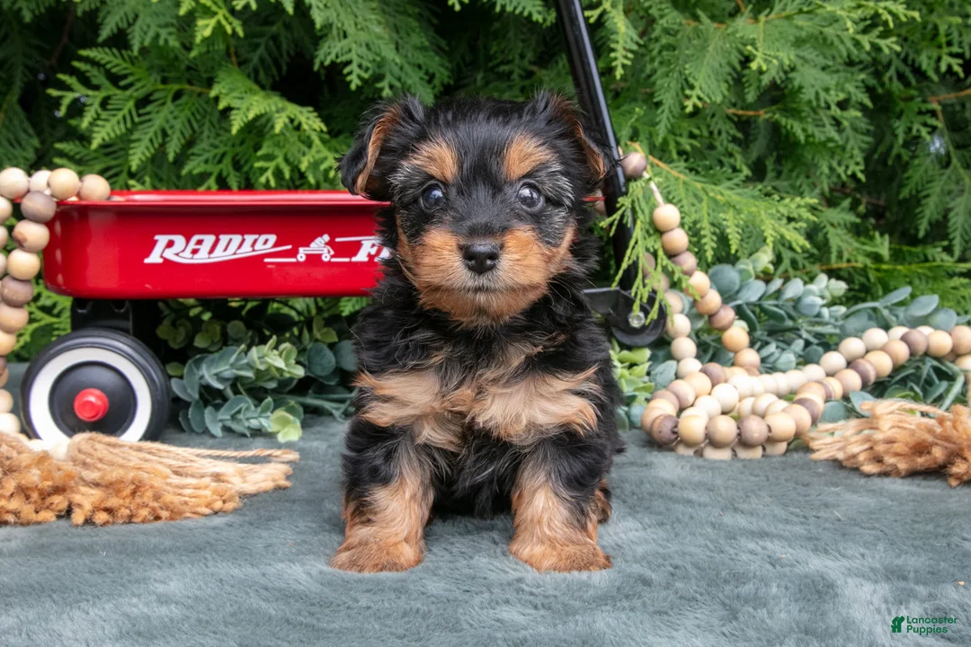 Yorkshire Terrier dogs for sale: Petunia - Ad 2
