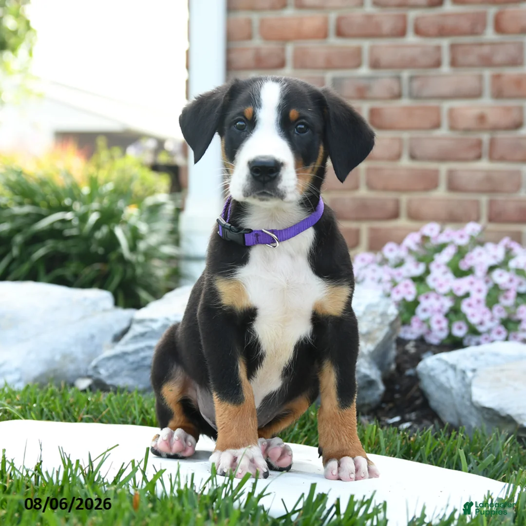 Greater Swiss Mountain Dog dogs for sale: Piper - Ad 3