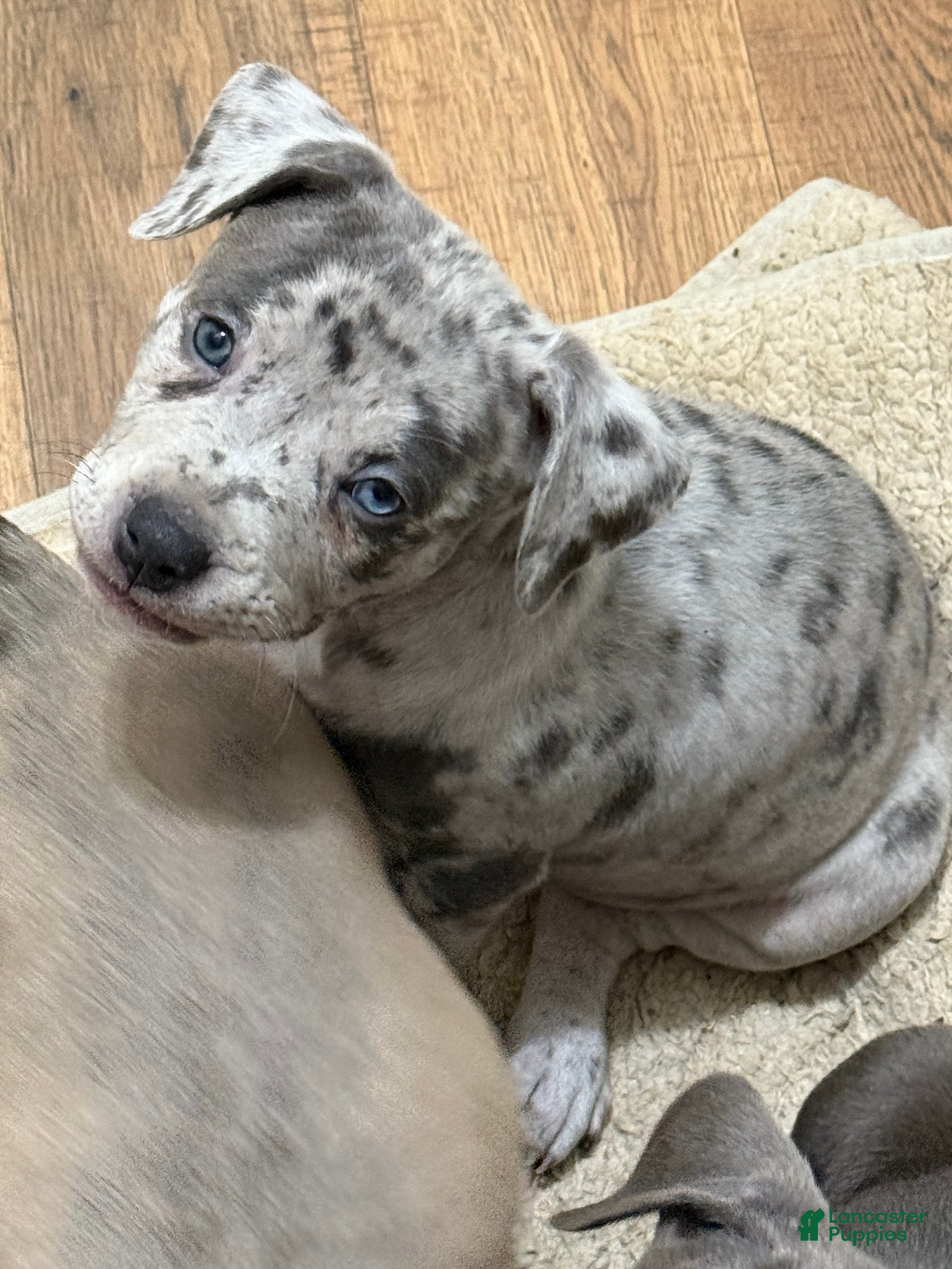 American Bully dogs American bully classic Puppy 2 - Ad 2