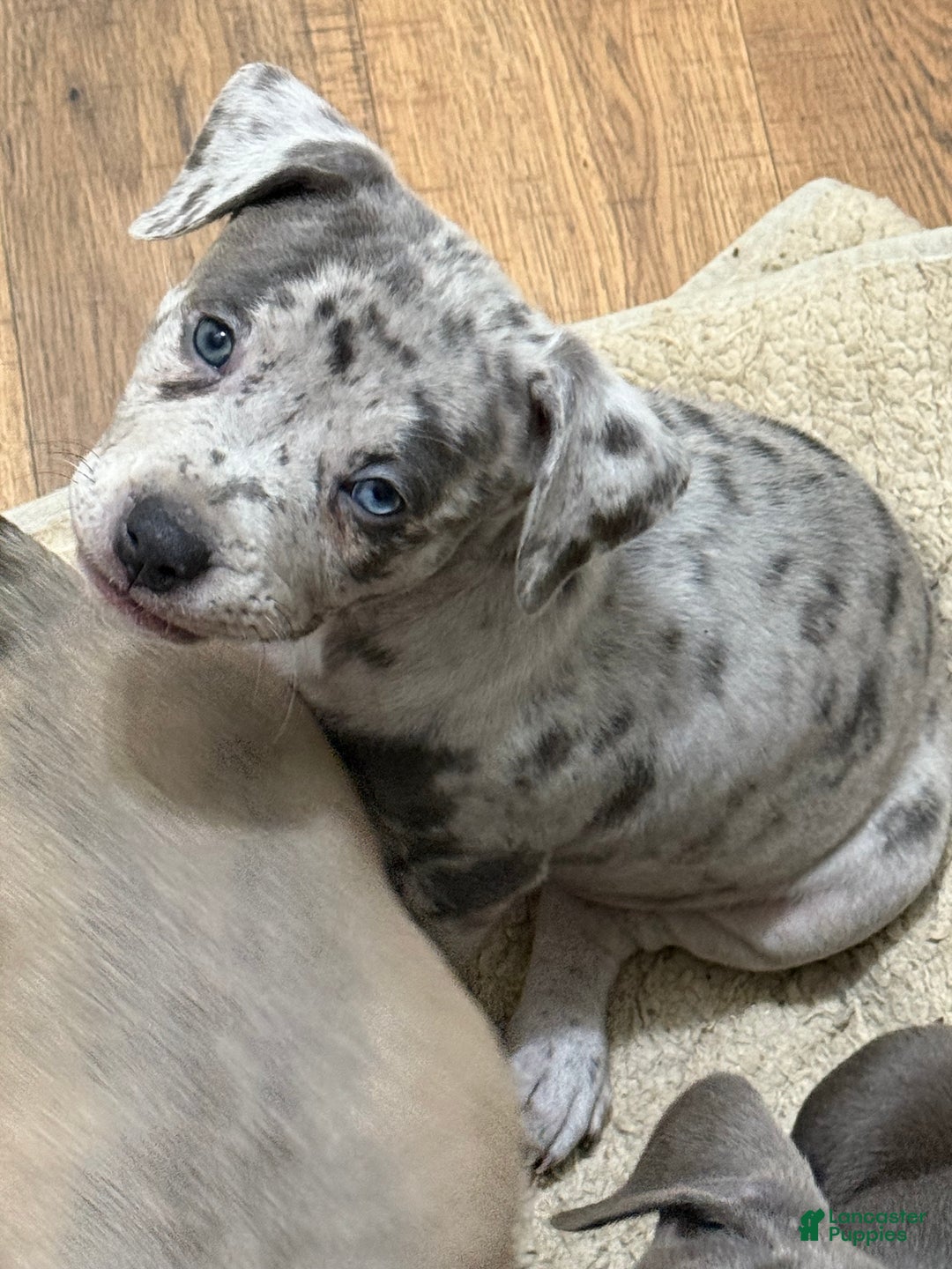 American Bully dogs for sale: American bully classic Puppy 2 - Ad 2