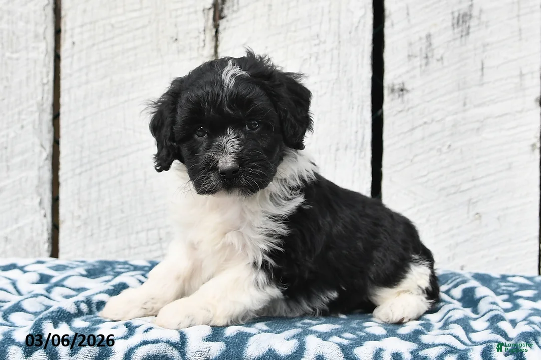 Cockapoo dogs for sale: Mia - Ad 1