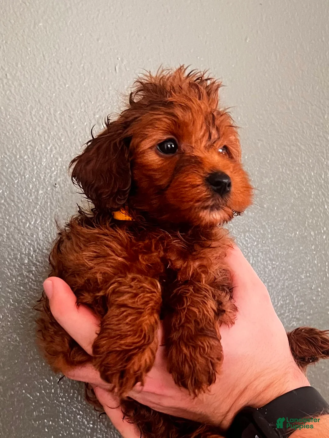 Mini Goldendoodle dogs for sale: Mini Goldendoodle Yellow boy  - Ad 1