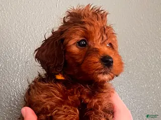 Mini Goldendoodle dogs Mini Goldendoodle Yellow boy - Ad 11