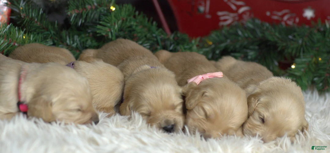 Golden Retriever dogs for sale: Mia - Ad 6