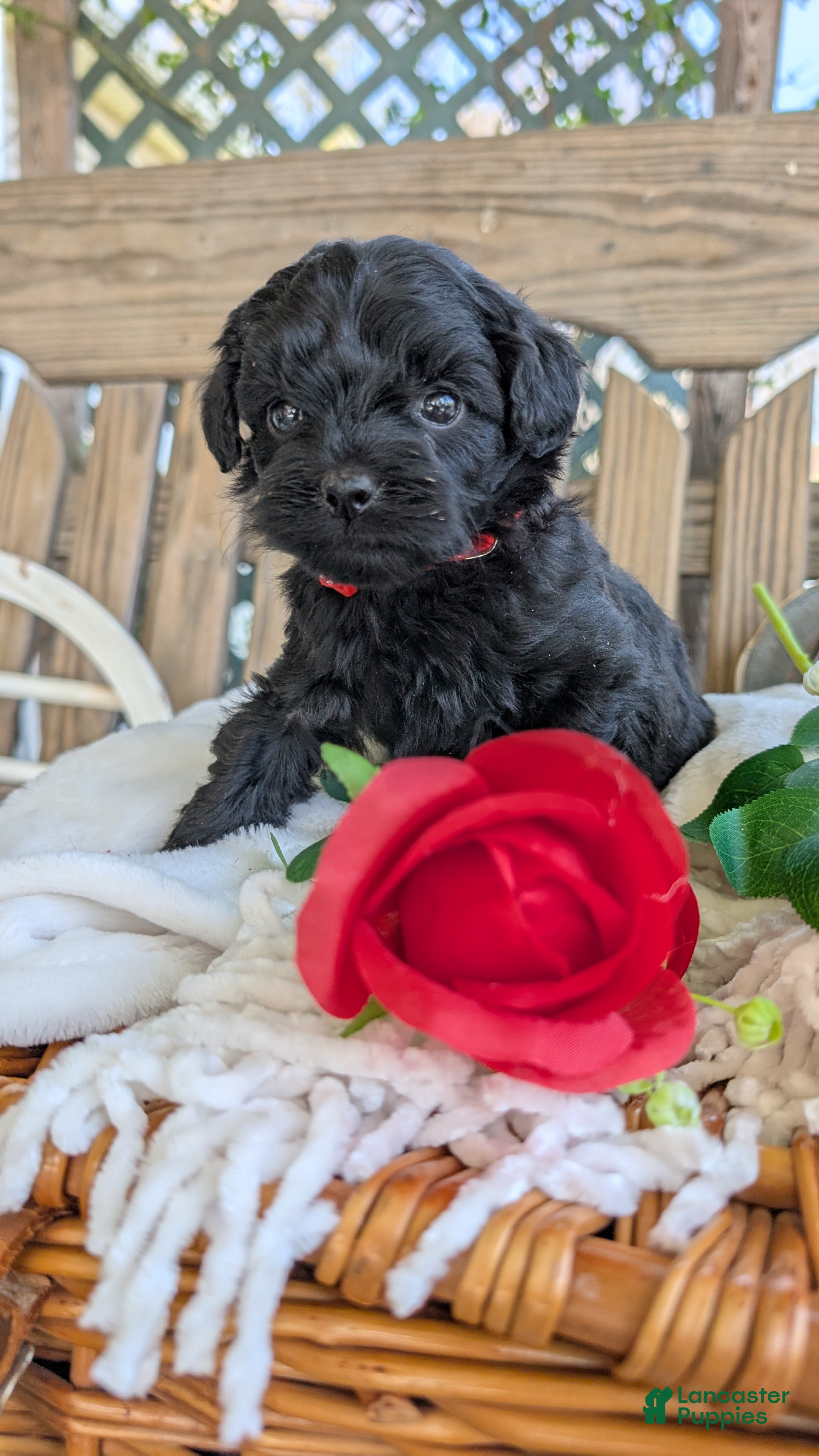 Cavapoo dogs Luna - Ad 2