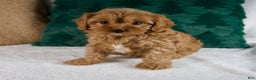 Cavapoo dogs for sale: Bailey - Ad 4