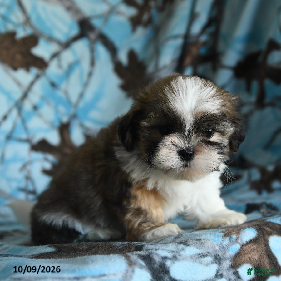 Tilly (Shih Tzu, Female) in Gap, PA