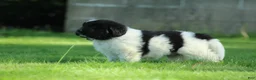 Newfoundland dogs for sale: Charlie  - Ad 2