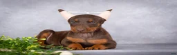 Doberman Pinscher dogs for sale: Kali - Ad 7
