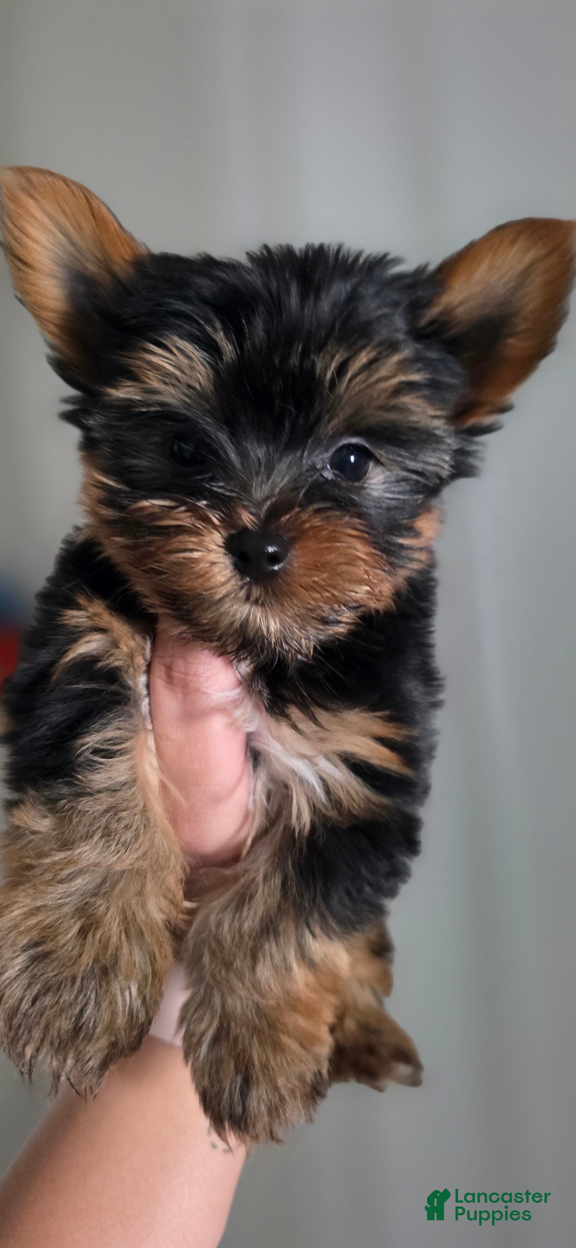 Yorkshire Terrier dogs Beast - Ad 24