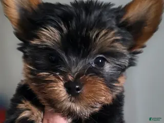Yorkshire Terrier dogs Beast - Ad 24