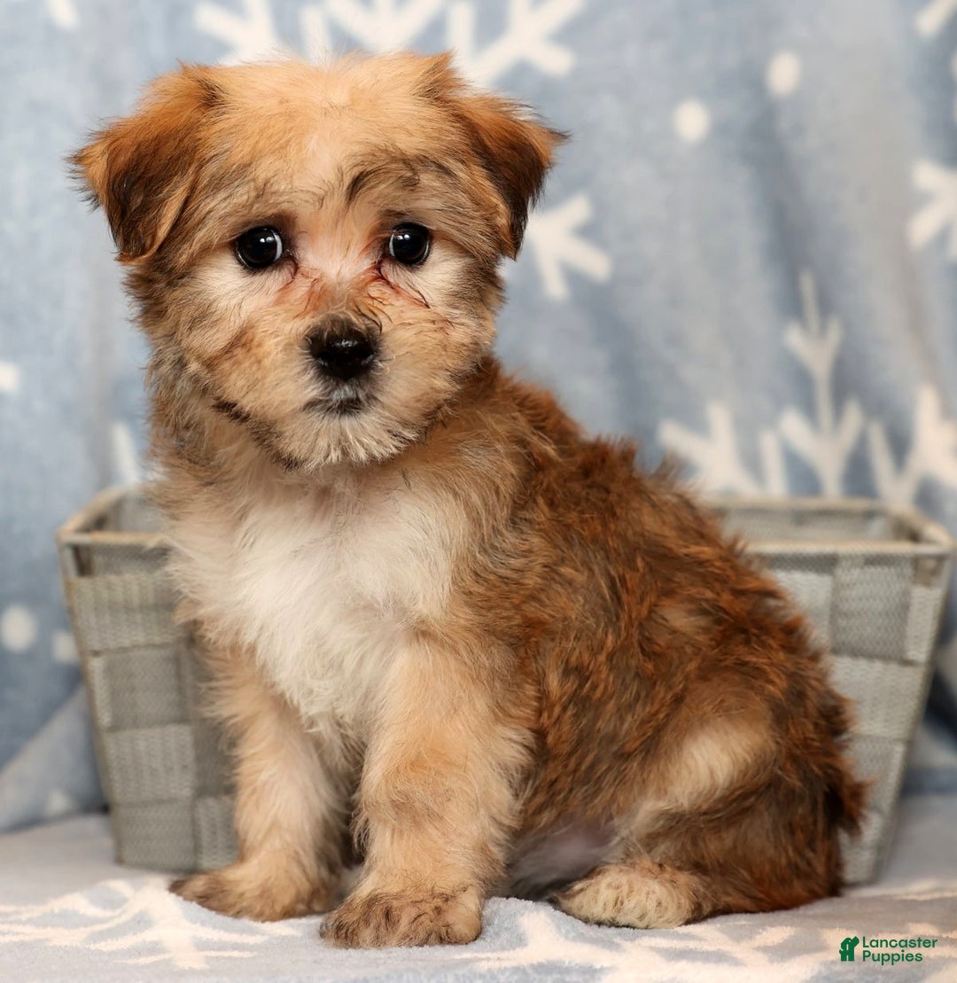 Yochon dogs for sale: Sophia - Ad 8